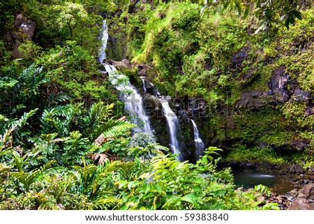 wallpaper green forest. in lush green forest.