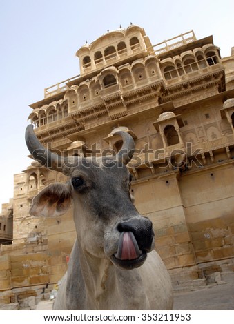 Jaipur,India - Aug.13,2007: Cow in india