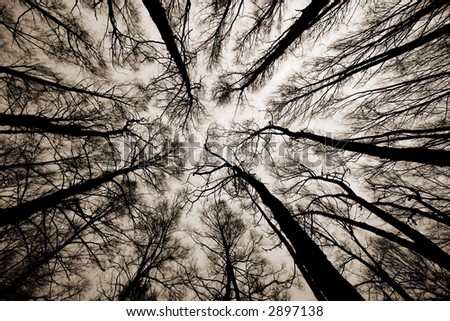 A shot looking up at the sky in forest