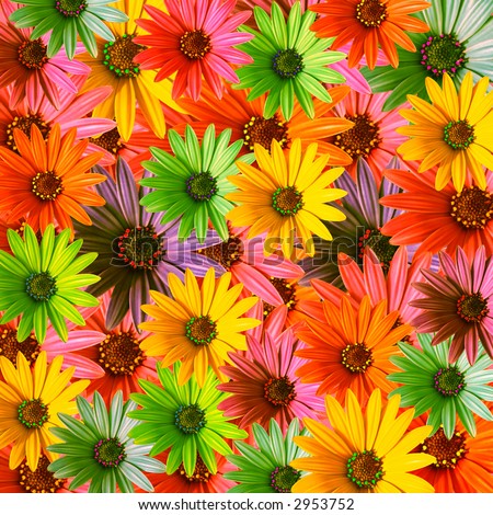 Flower Photo on Multi Colored Daisy Flowers Pattern Background Stock Photo 2953752