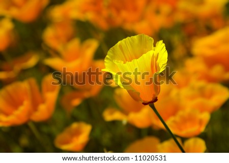 beautiful yellow poppy flower