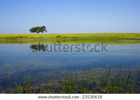 single tree in the field reflected in water