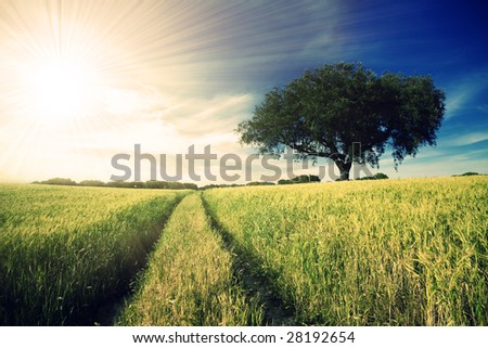 Country road in golden yellow field to the distant horizon under a blue cloudy sky and shiny sun-rays
