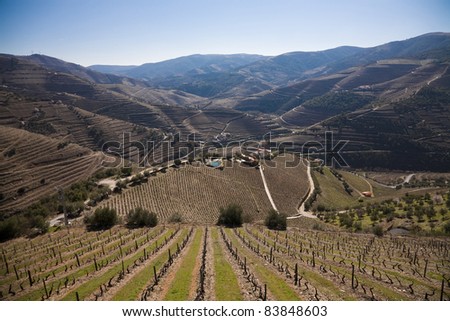 Portuguese port wine vineyards in Douro Valley, Portugal
