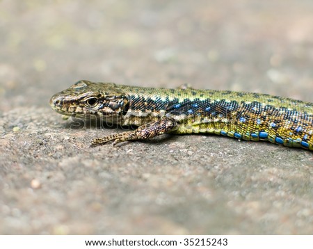 Blue-green lizard creeping on the stone. Shallow depth-of-field.