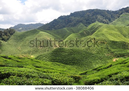 Tea farm at Cameron Highlands, Malaysia