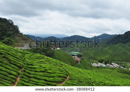 Tea farm at Cameron Highlands, Malaysia