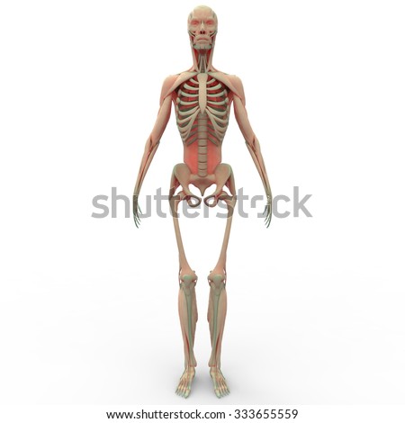 Human Muscle Body With Skeleton Stock Photo 333655559 : Shutterstock