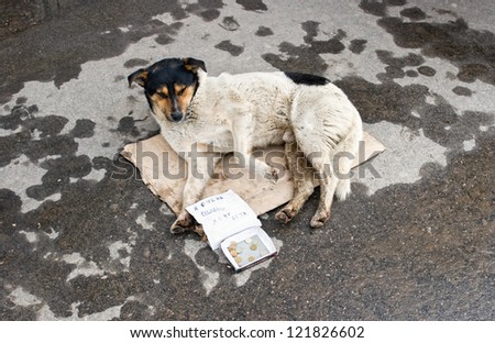 Stray dog resting on the ground. Text in Russian: I badly want to eat