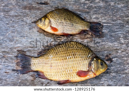 Live freshwater fish carp on a wooden board