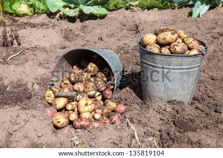 Fresh potatoes in a potatoes field at the Novgorod region of Russia