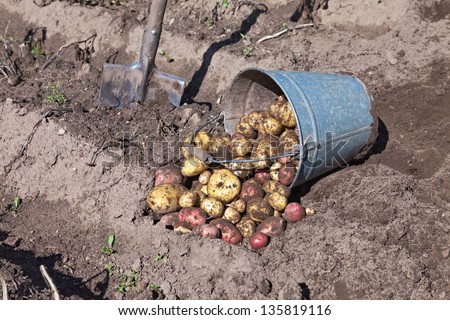 Fresh potatoes in a potatoes field at the Novgorod region of Russia