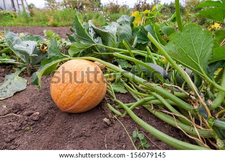 Orange pumpkin growing on the vegetable patch