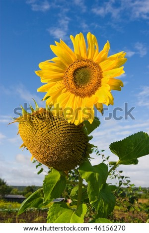 Sunflowers on the field behind blue sky