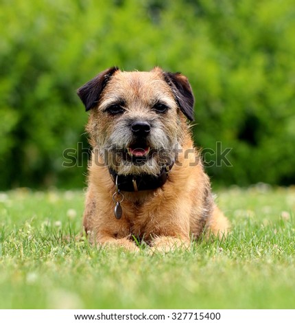Portrait of a typical border terrier dog, lying in the grass