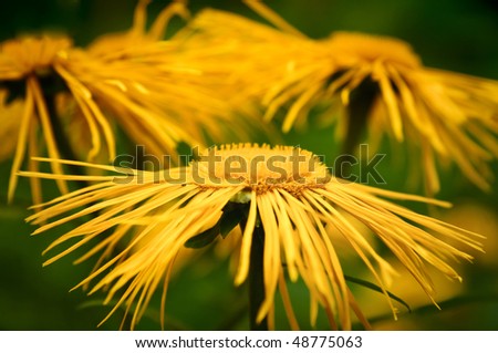 Yellow flowers on dark green. Limited focus
