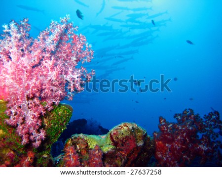 Soft Coral with on the background a school of Barracuda\'s