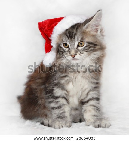 maine coon cat. stock photo : maine coon