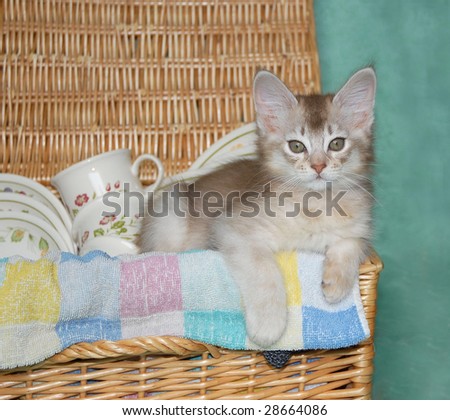 kitten in a picnic basket