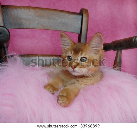 sorrel somali kitten on a pink cushion