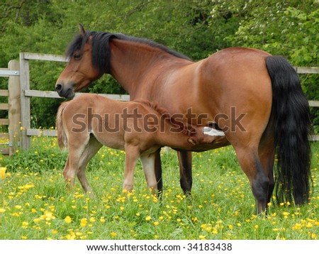 Foal Feeding