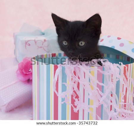 black kitten in a birthday box