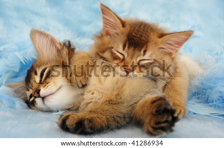sleepy somali kittens take a nap