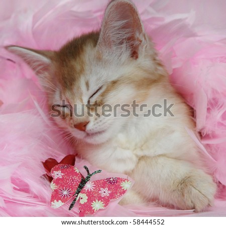 sleepy somali kitten on pink