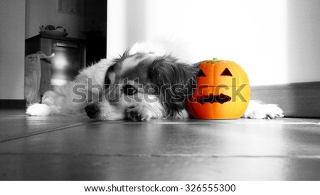 black and white small dog lying on house floor with orange halloween pumpkin