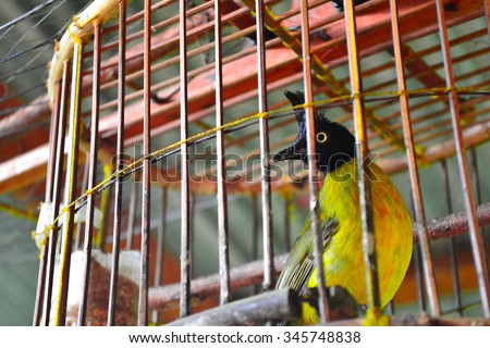 a bird in the cage