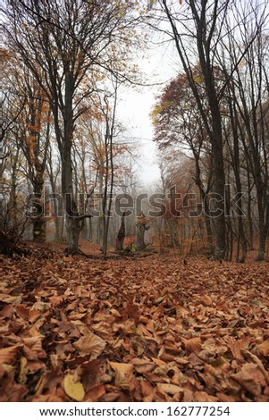 Autumn forest with fog among trees and a lot of fallen leaves