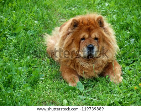 Brown chow chow dog Dina in the grass.