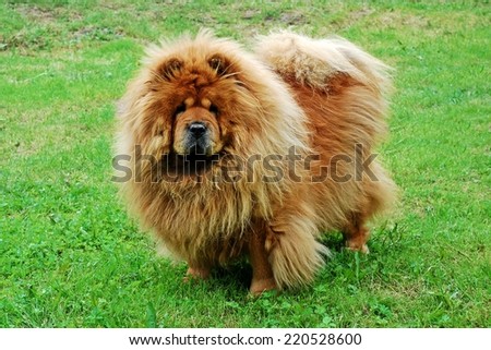 Red chow chow on a green grass. Dog living in Lithuania.