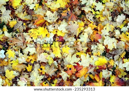 Autumn maple leaves background at autumn time. Europe.
