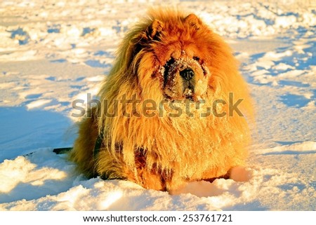 Chow Chow Dog, sun rays and white snow.