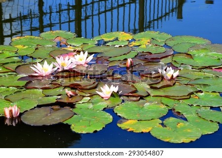 Water lily in  Entertainment and Recreation Center Belmontas. Lithuania.