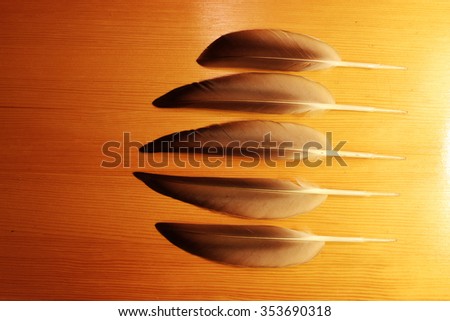Five pen-feathers from duck (Anas platyrhynchos) on a wooden background.