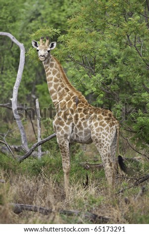 a young giraffe standing in wild african bushveld framed by contrasting lush and dead foliage