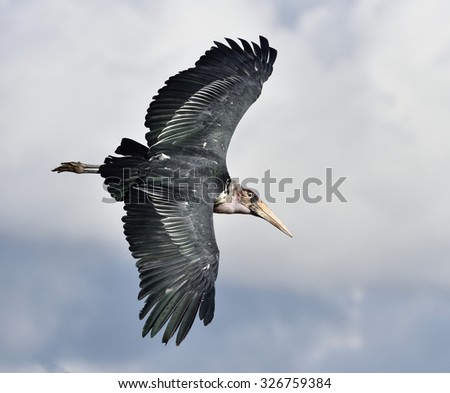 large bird soaring in the clouds