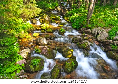 Stream in the forest in Zakopane Mountains, Poland