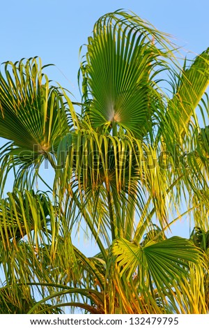 Close-up view of a palm tree in the sun lights