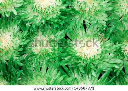 Beautiful green Chrysanthemum flowers as a background