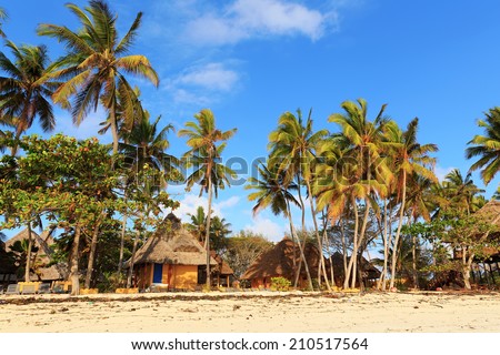 Palms over blue sky during sunny day, Zanzibar, Tanzania