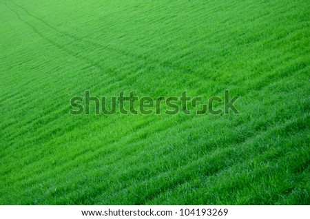 Diagonal Tracks Through A Lush Green Field Of Grass