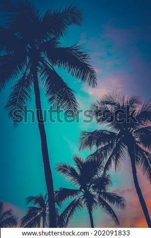 Retro Filtered Photo Of Hawaii Palm Trees At Sunset