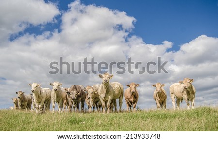 Farming Photo Of A Herd Of Cows On A Hill With A Blue Sky