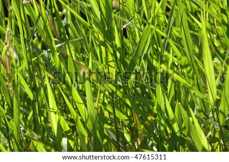 Abstract background texture of some tall river grass in the sunshine