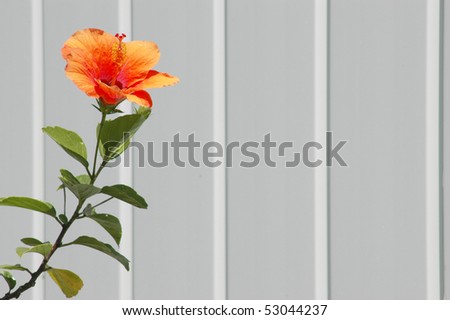 Orange tropical hibiscus flower against a white picket fence with copy space