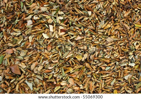 Abstract Background Texture of Fallen Leaves on a Jungle Floor