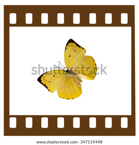 Beautiful butterfly wing isolated on white background, film frame
